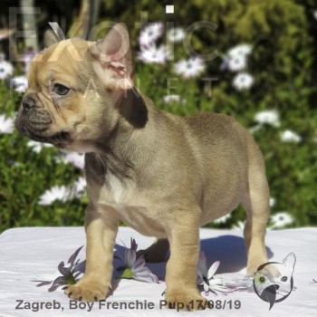 Zagreb Chocolate Fawn Male Frenchie Puppy POA
